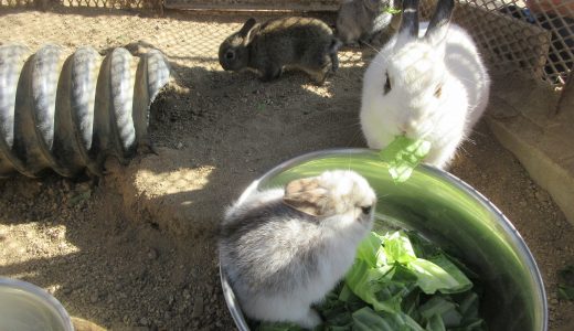 うさぎの赤ちゃん🐰