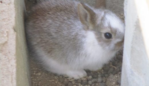 うさぎの赤ちゃんが産まれたよ！